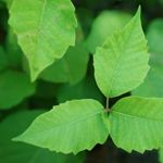 Symptoms and Treatments for Poison Ivy Rash