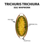 Whipworm Infections: Causes, Symptoms, and Treatments