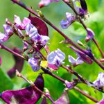 Health Benefits of Hyacinth