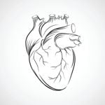 Enlarged Heart: Causes, Symptoms, and Treatment Options