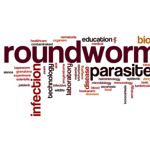 Causes, Symptoms, and Treatments of Roundworm