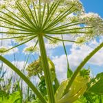 Frequently Asked Questions about Giant Hogweed