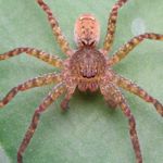 What are the Biggest Spiders in the World?