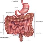 10 Facts about Gastrointestinal Cancer