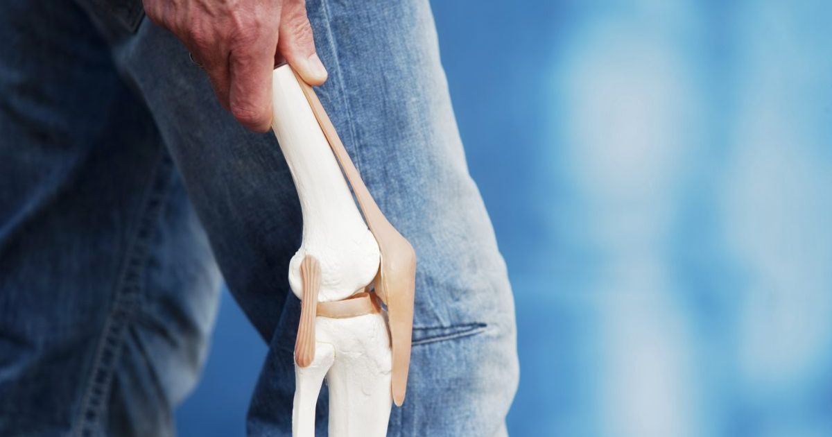 What Are Ligaments? - Facty Health