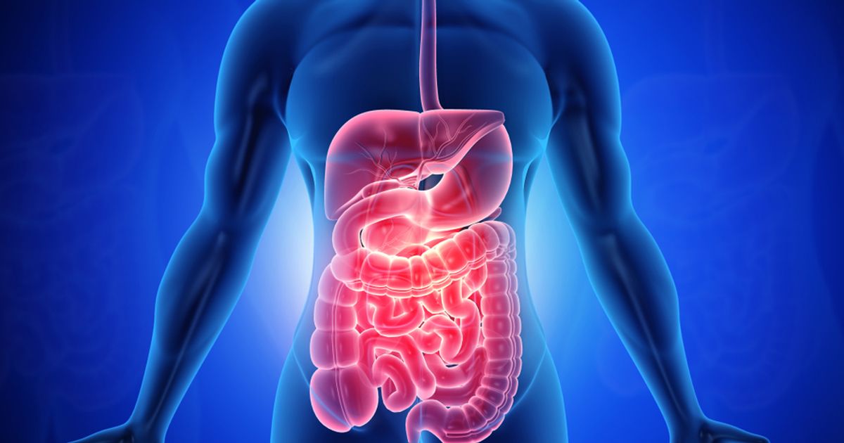 10 Facts About The Digestive System Facty Health