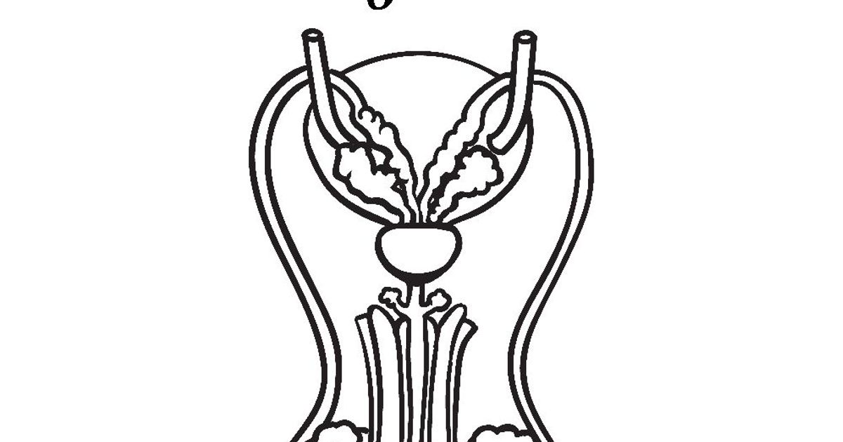 All About The Male Reproductive System Facty Health