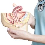 All About the Vulva