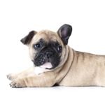 Top 10 Most Popular Dog Breeds in the U.S.