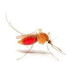 Risk Factors and Treatments for Malaria
