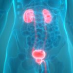 The Purpose of the Urethra