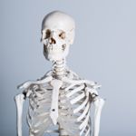 What is the Skeletal System?
