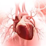 How Does the Heart Work?