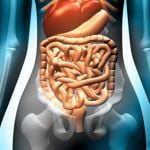 What Does the Excretory System Do?
