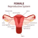 All About the Female Reproductive System