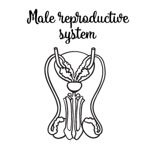 All About the Male Reproductive System