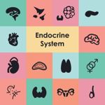 Functions of the Exocrine and Endocrine Systems