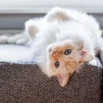 Top 10 Most Popular Cat Breeds in the U.S.