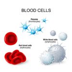 10 Conditions That Affect the Platelets