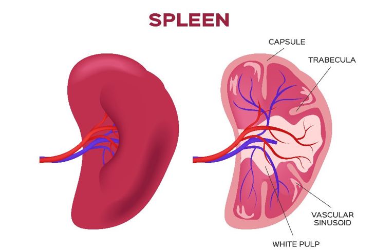 10 Things to Know About an Enlarged Spleen