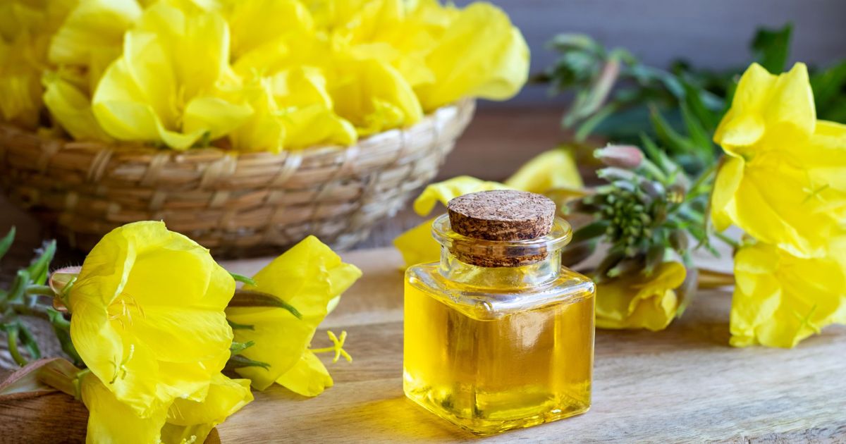 Exploring the Health Benefits of Evening Primrose Oil Facty Health