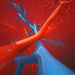 Similarities and Differences Between Arteries and Veins