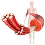 Interesting Facts About Myofascial Pain