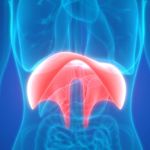 Facts About a Paralyzed Diaphragm