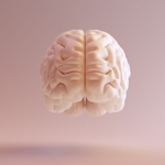 What is the Cerebrum?