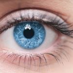 The Parts of the Eye