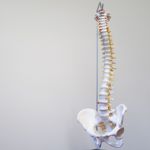 How the Spinal Column Supports the Body