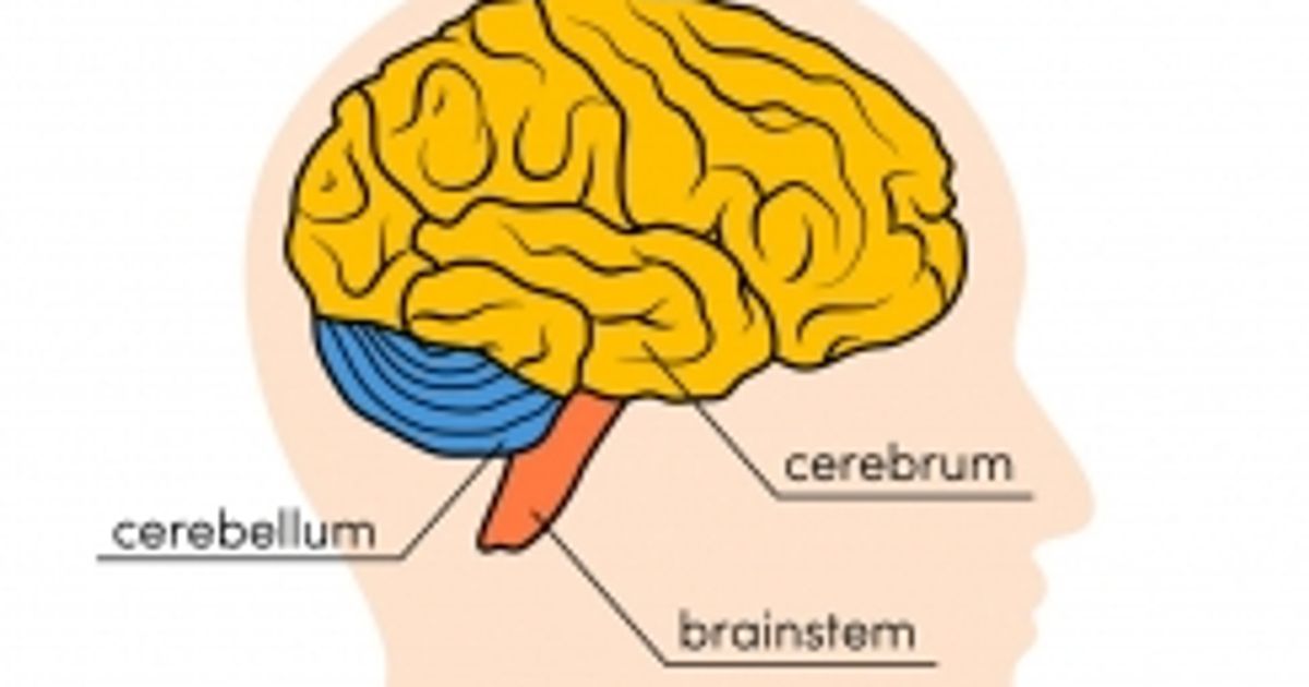 The Parts of the Brain Facty Health