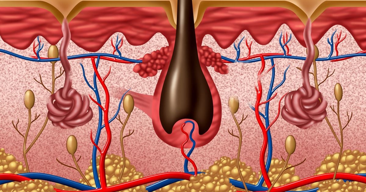 Integumentary System - Facty