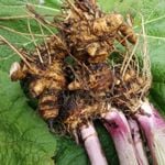 Butterbur Extract: How It Can Help You