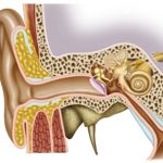 The Bones of the Ear