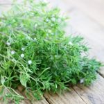 The Health Benefits of Summer Savory