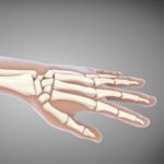 Bones in the Human Hand