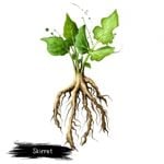 What Are the Health Benefits of Skirret?