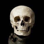 The Bones of the Skull
