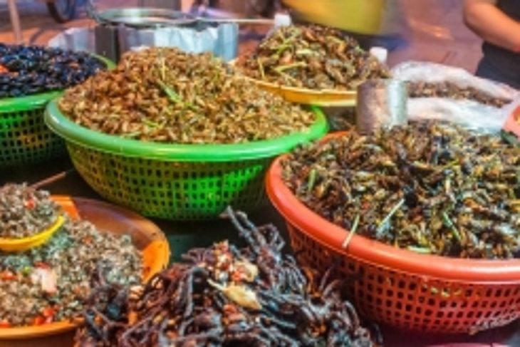 The Practice of Entomophagy