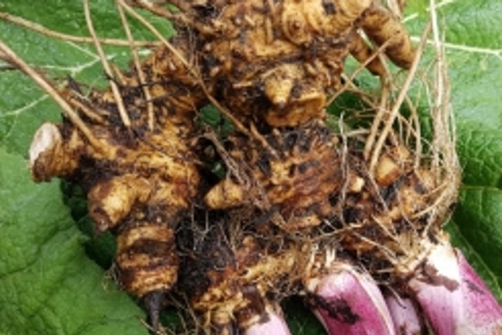 Butterbur Extract: How It Can Help You