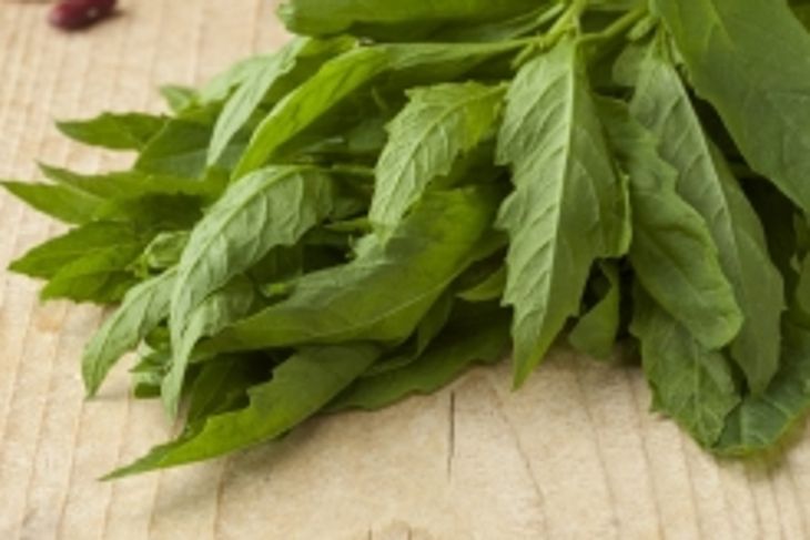 What are the Health Benefits of Epazote?
