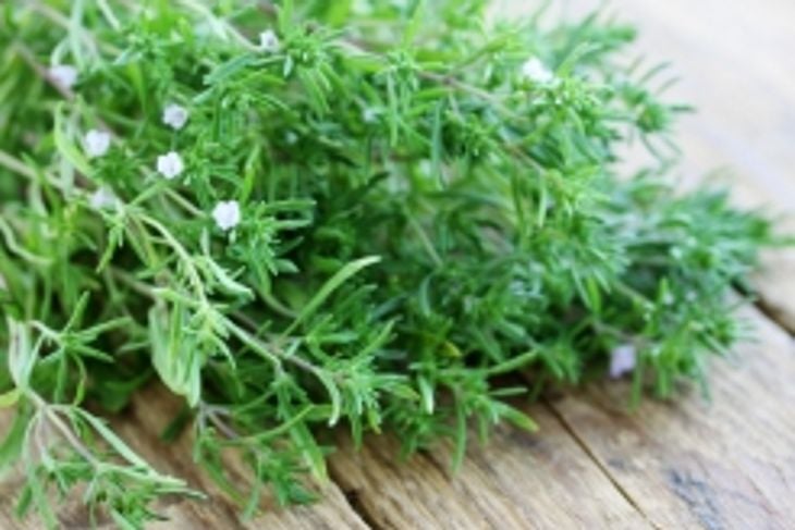 The Health Benefits of Summer Savory