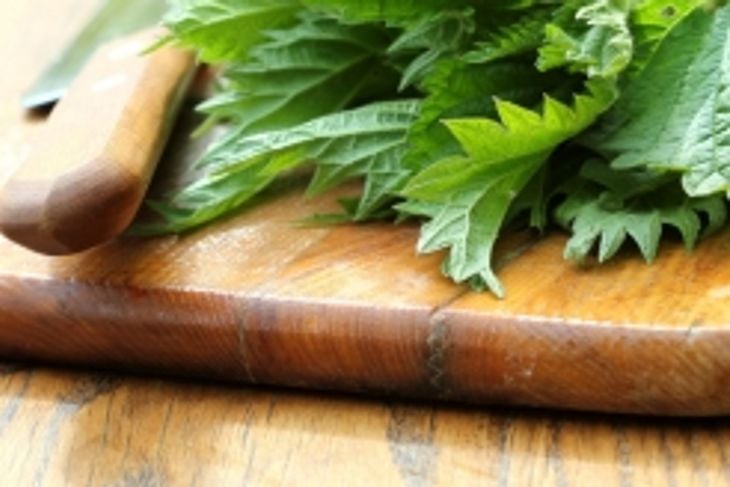 Discover the Power of Nettles: 10 Health Benefits