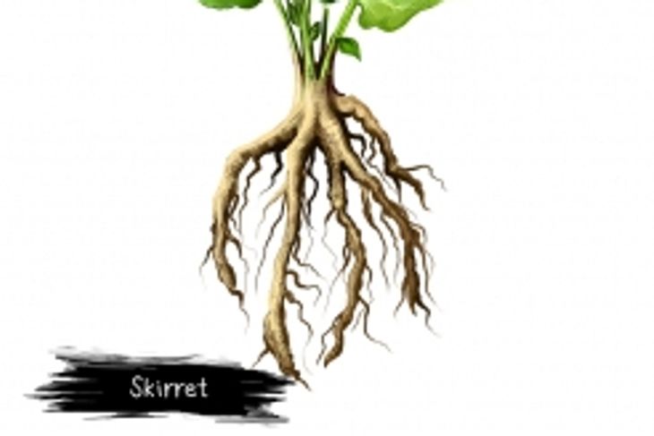 What Are the Health Benefits of Skirret?