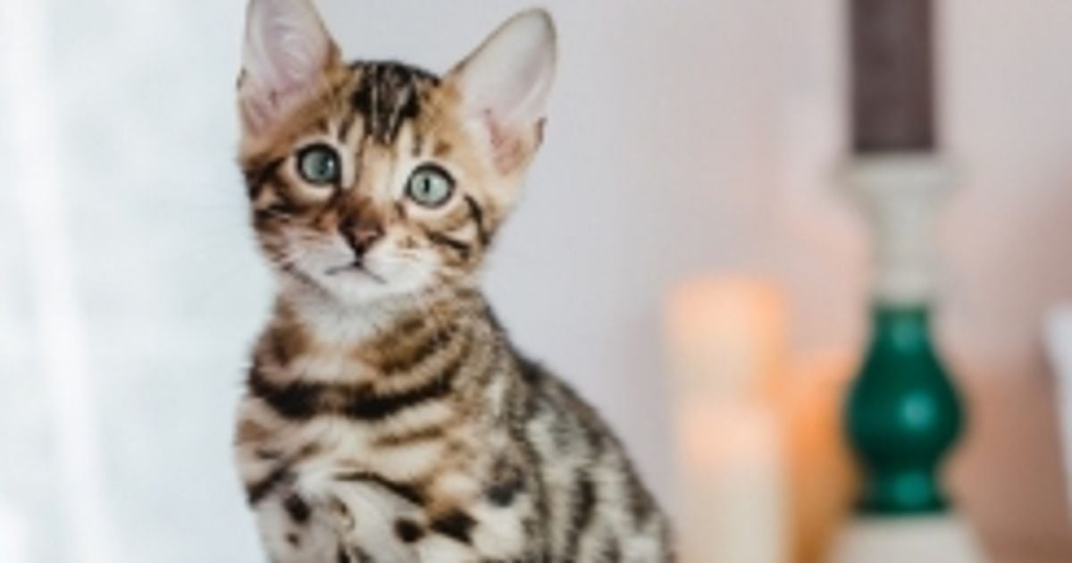 Are Bengal Cats Good Or Bad Pets? Facty