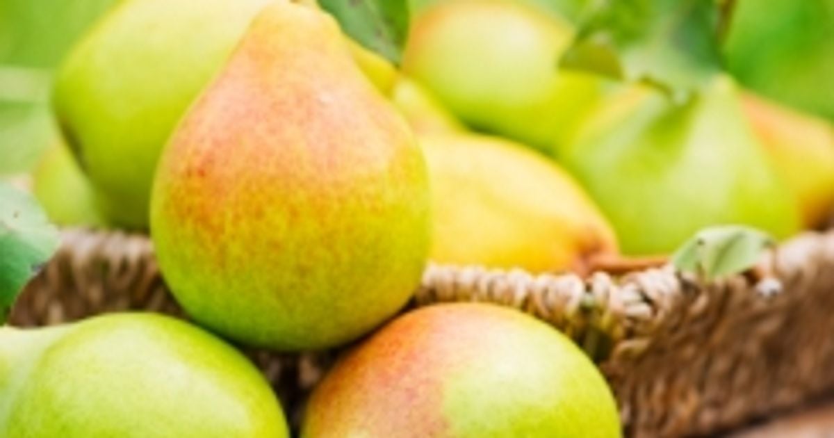 Pear Allergies and BirchFruit Syndrome Facty Health