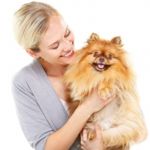 What's Good and Bad About German Pomeranians?