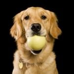 Is a Golden Retriever a Good Fit?