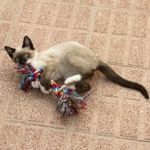 What Are the Characteristics of Siamese Cats?